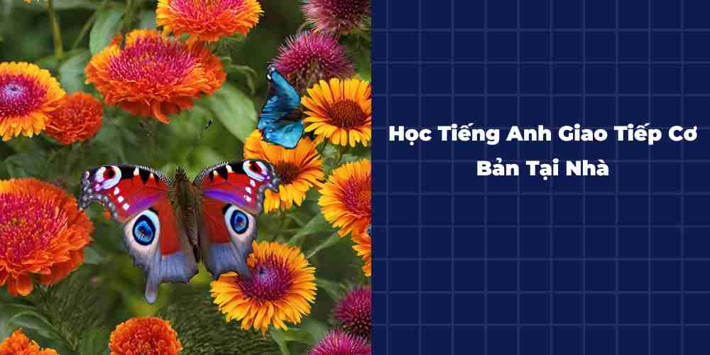 Hoc-Tieng-Anh-Giao-Tiep-Co-Ban-Tai-Nha