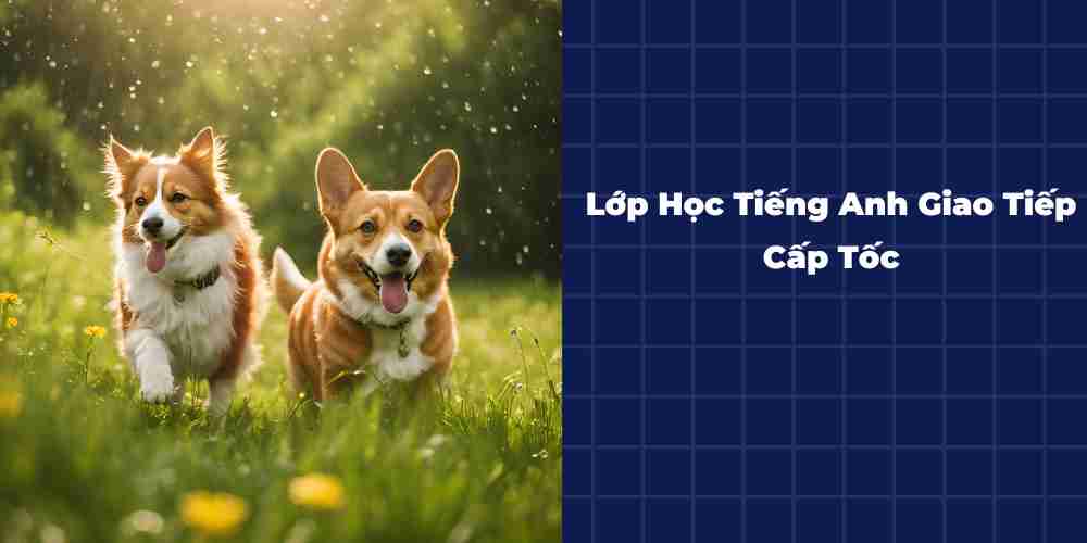 Lop-Hoc-Tieng-Anh-Giao-Tiep-Cap-Toc