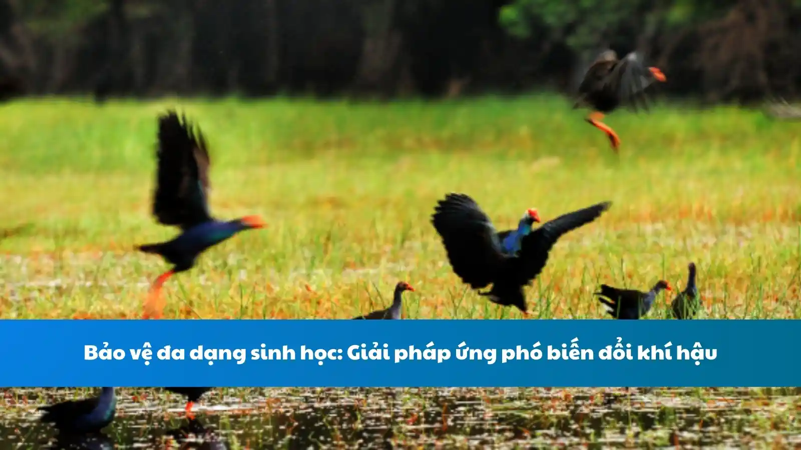 Bảo vệ đa dạng sinh học: Giải pháp ứng phó biến đổi khí hậu
