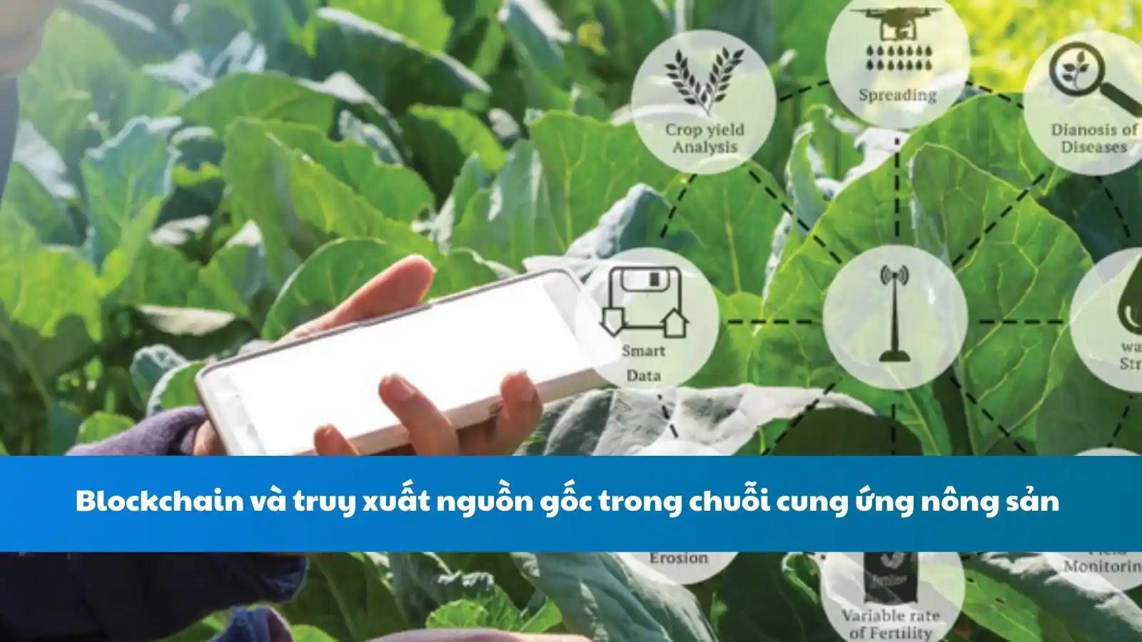 Blockchain và truy xuất nguồn gốc trong chuỗi cung ứng nông sản