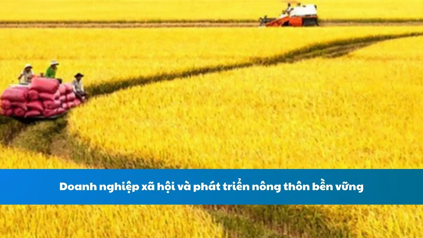 Doanh nghiệp xã hội và phát triển nông thôn bền vững tại Việt Nam