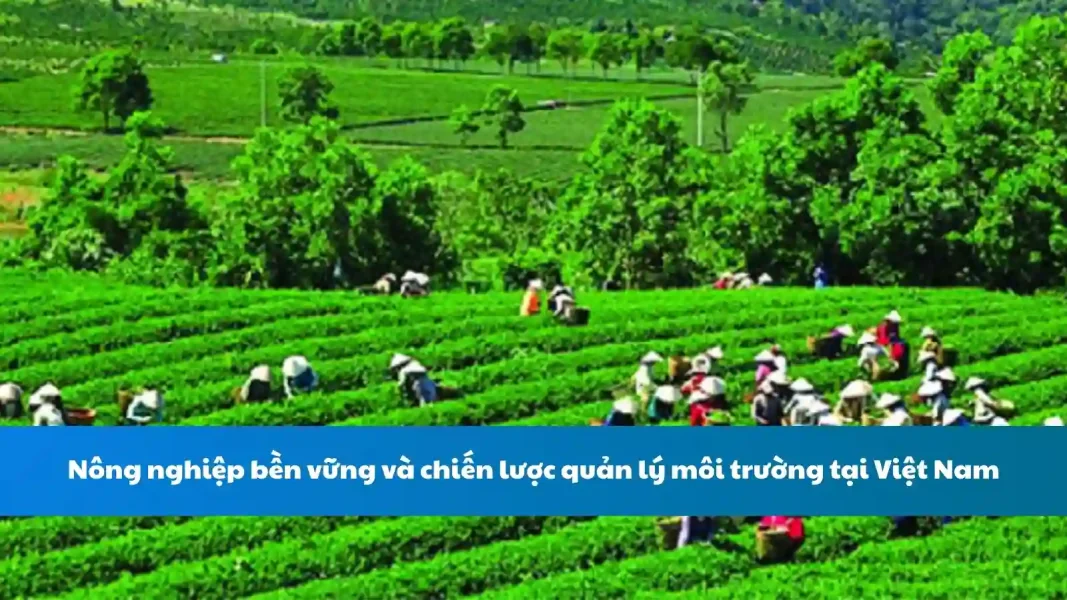 Nông nghiệp bền vững và chiến lược quản lý môi trường tại Việt Nam
