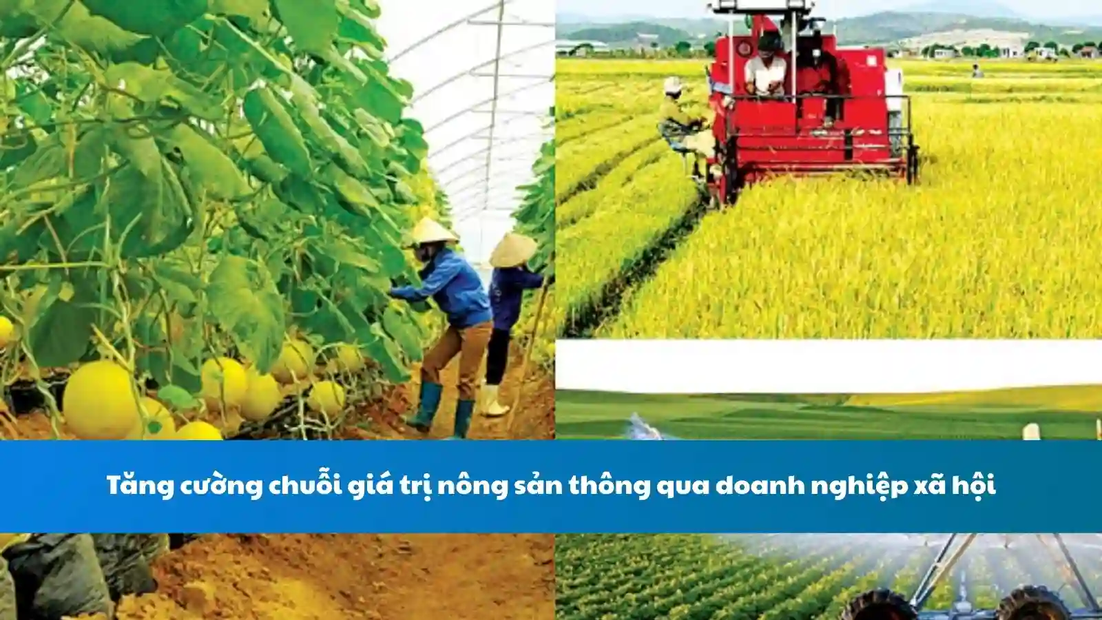 Tăng cường chuỗi giá trị nông sản thông qua doanh nghiệp xã hội