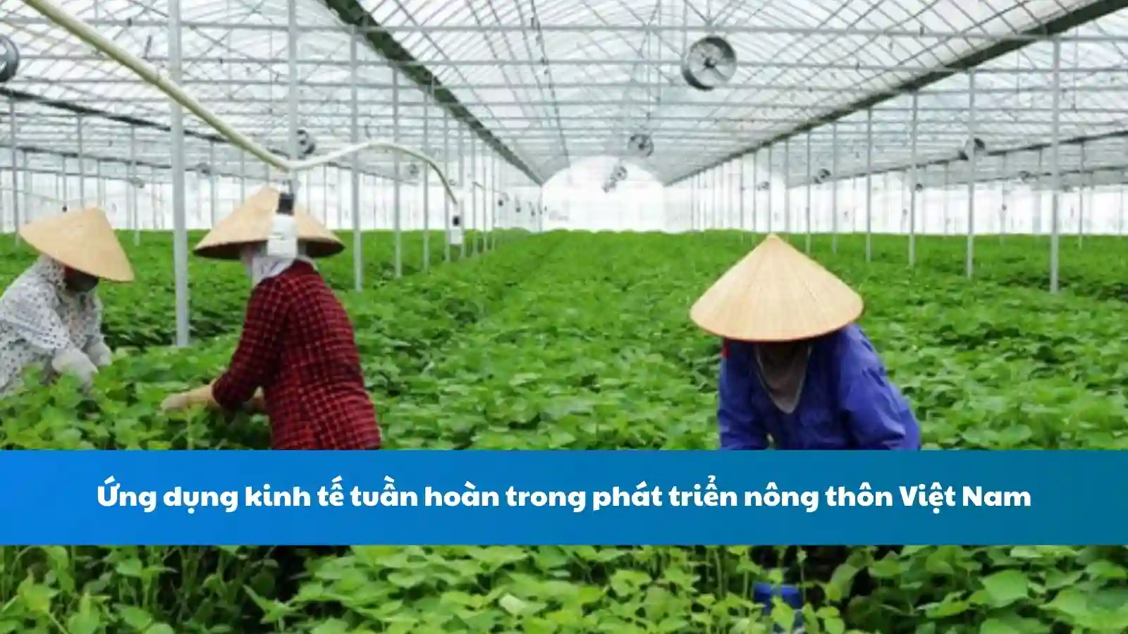 Ứng dụng kinh tế tuần hoàn trong phát triển nông thôn Việt Nam